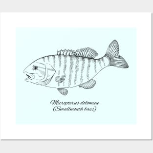 MICROPTERUS DOLOMIEU Posters and Art